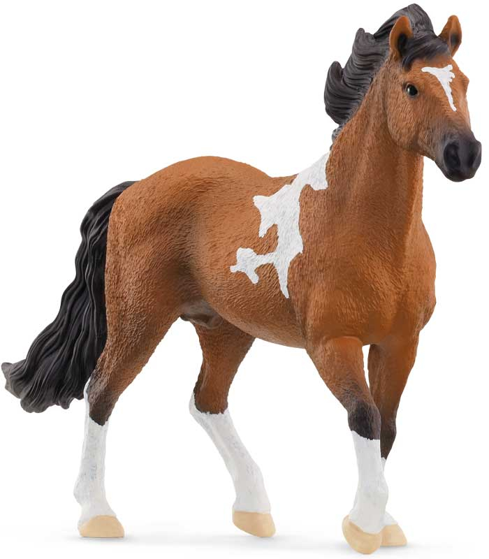 Mangalarga Marchador stallion