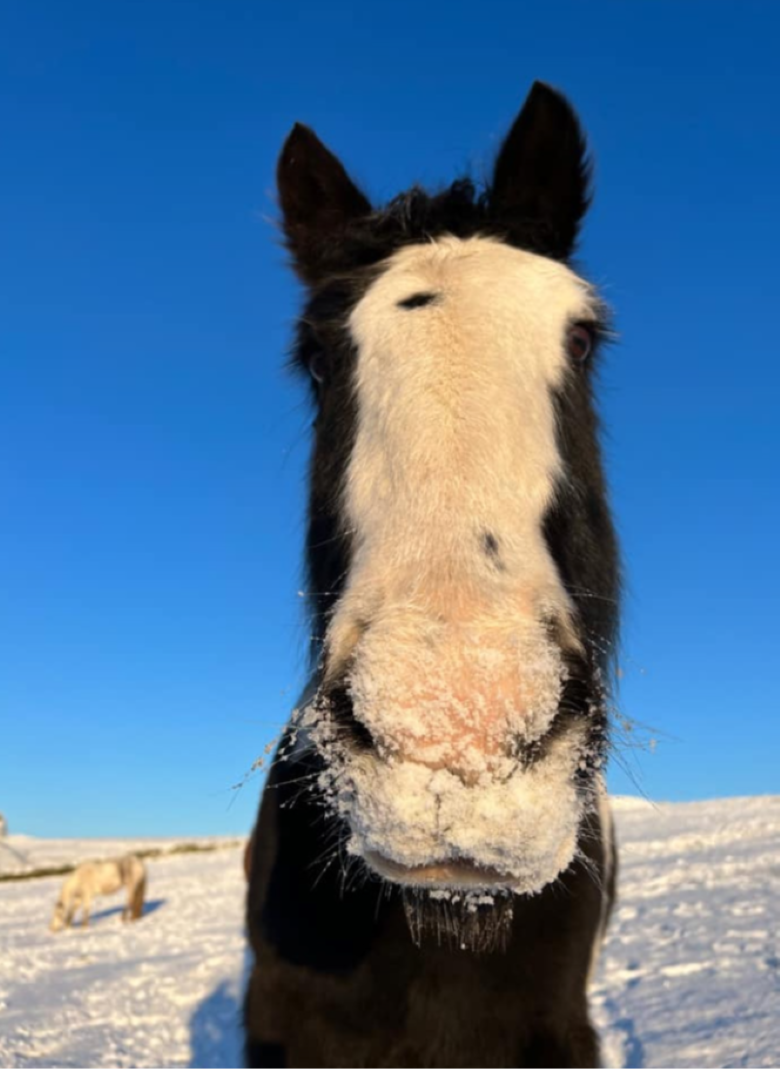 Rescue Pony In The Snow Christmas Card