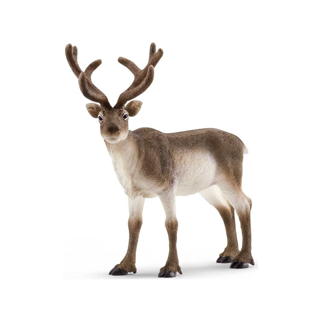 Reindeer