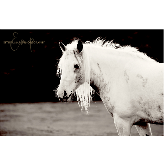 Esther Marie Photography - Barbie